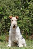 FOX TERRIER 266